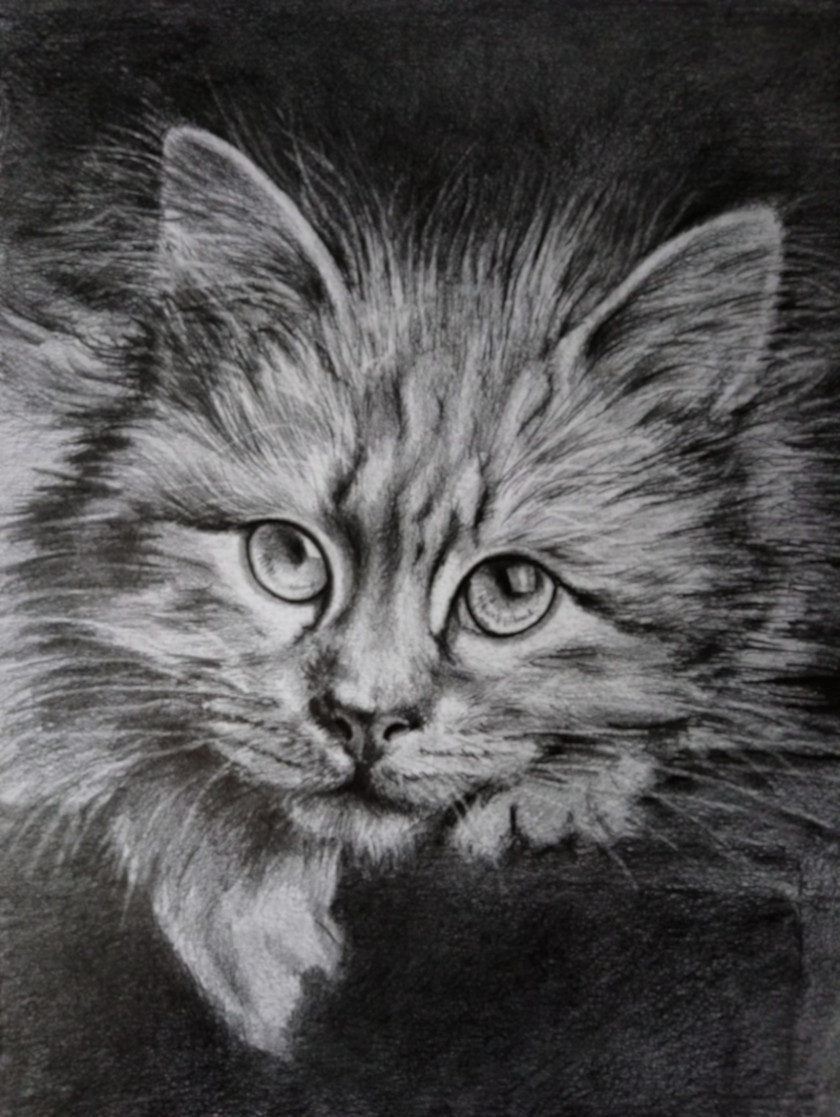 Retrato de gato